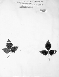 Coleroa chaetomium image